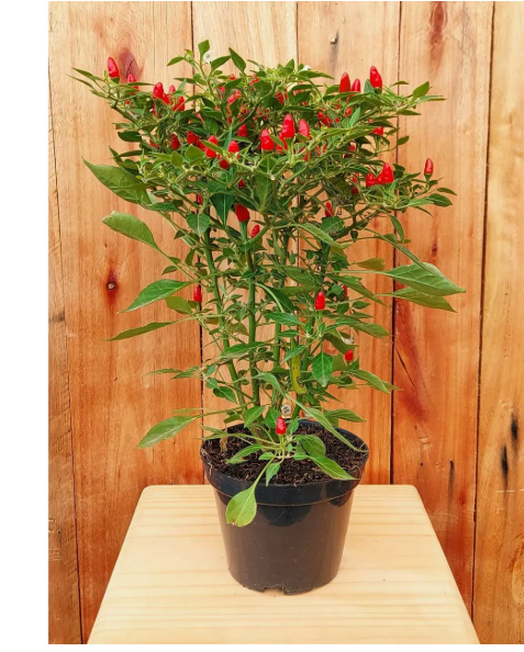 Pé de pimenta! O que é um pé de pimenta?