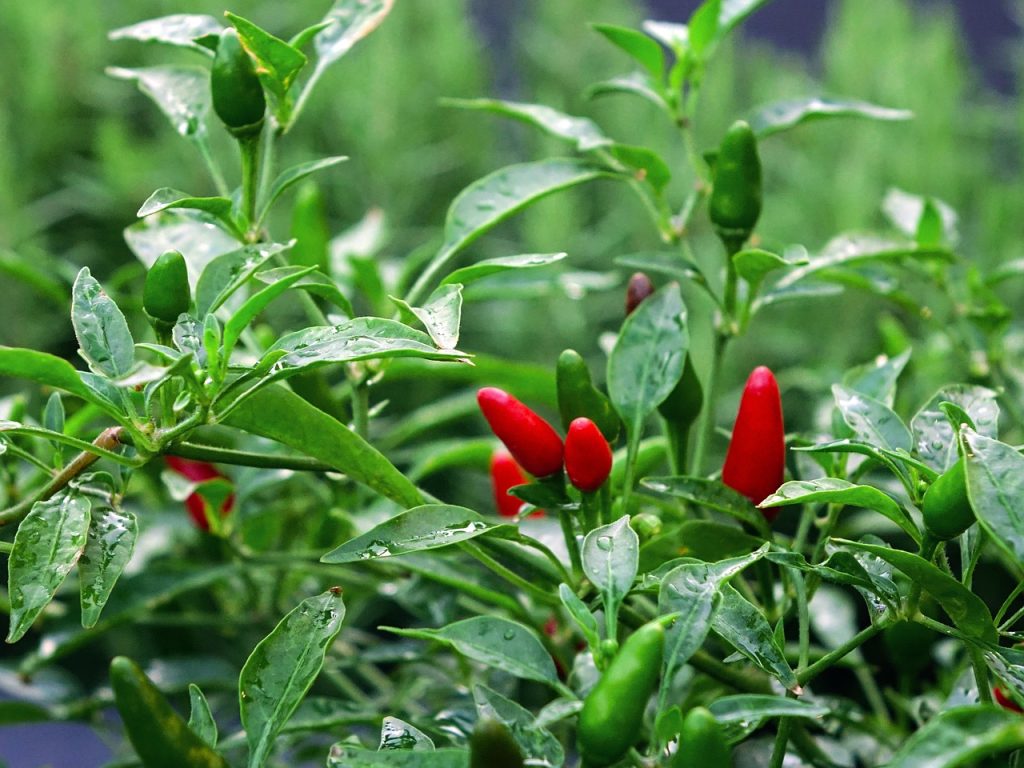 Pé de pimenta! O que é um pé de pimenta?