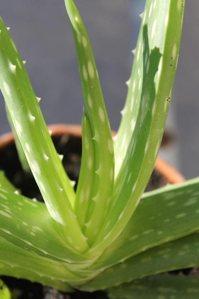 Plantas que melhoram a qualidade do ar em casa