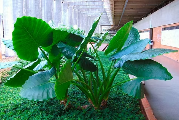 Famosas no Instagram: plantas que viraram febre nas redes sociais