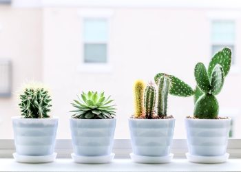 Cactos Como cuidar e usar na decoração da sua casa (