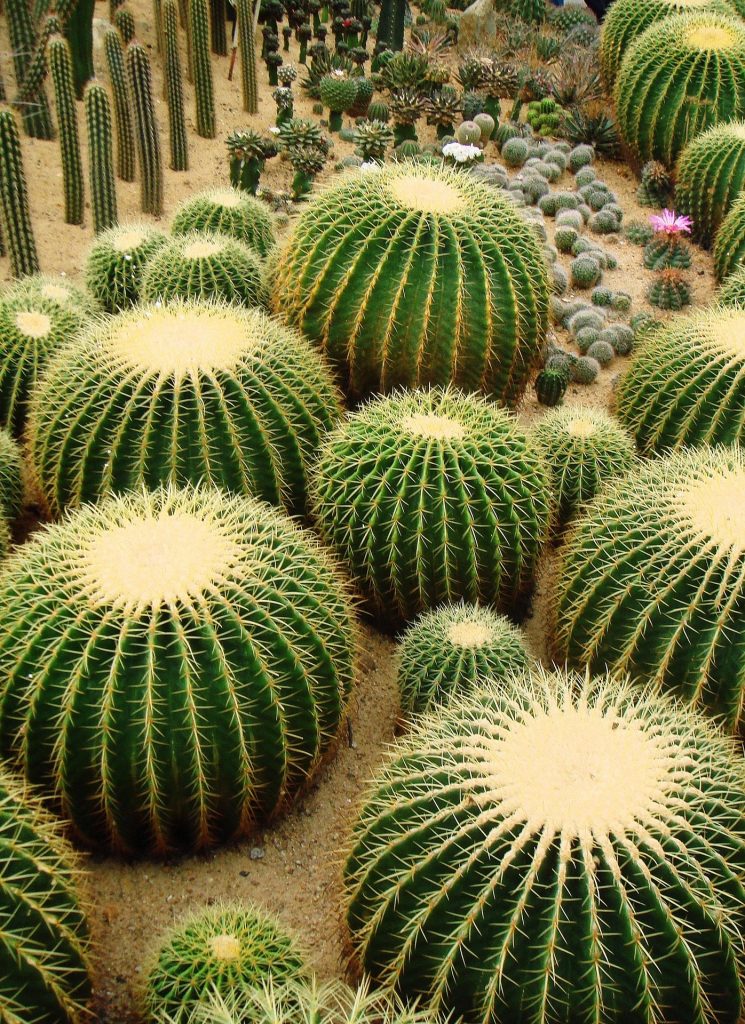 Cactos Como cuidar e usar na decoração da sua casa 
