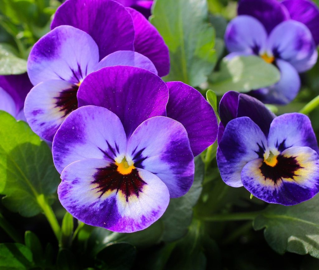 Como montar um cronograma de cuidados com suas plantas (
