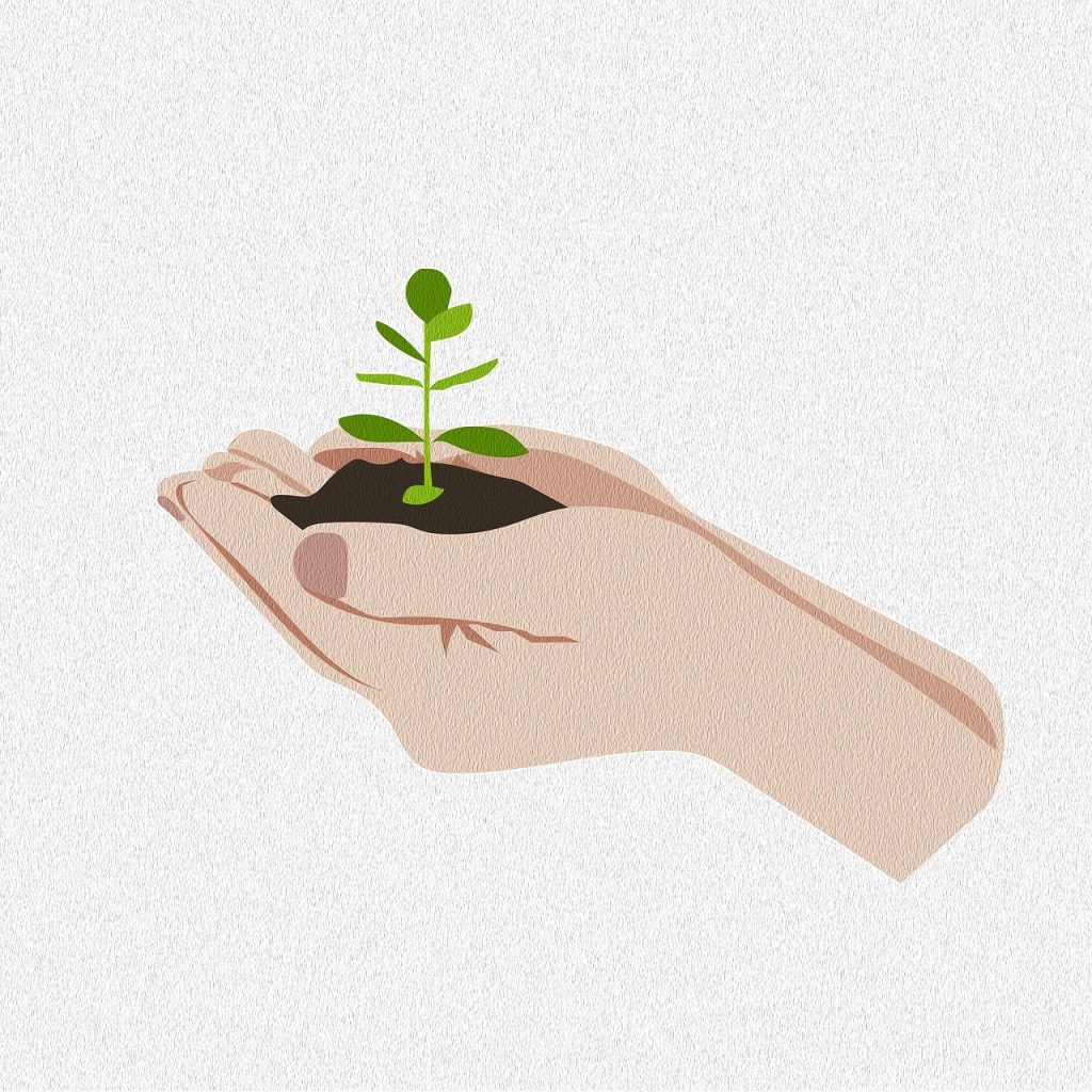 Como montar um cronograma de cuidados com suas plantas 