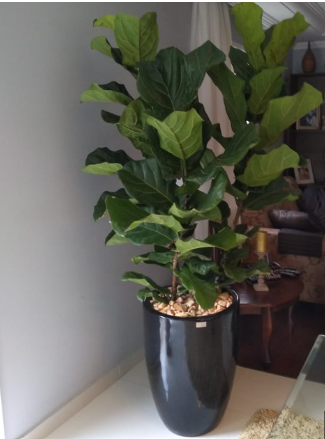 Famosas no Instagram: plantas que viraram febre nas redes sociais