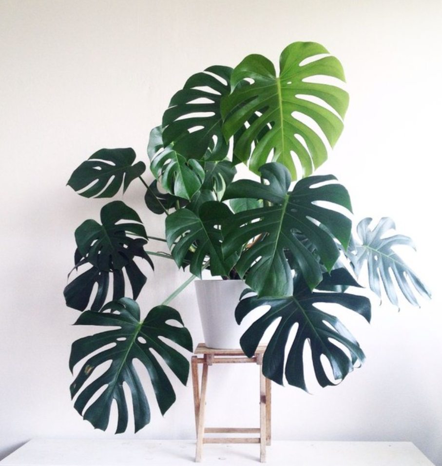 Famosas no Instagram: plantas que viraram febre nas redes sociais