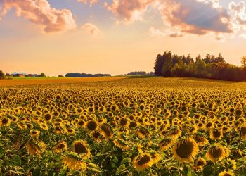 Girassol na decoração de casas e apartamentos: alegria e estilo natural para o seu lar