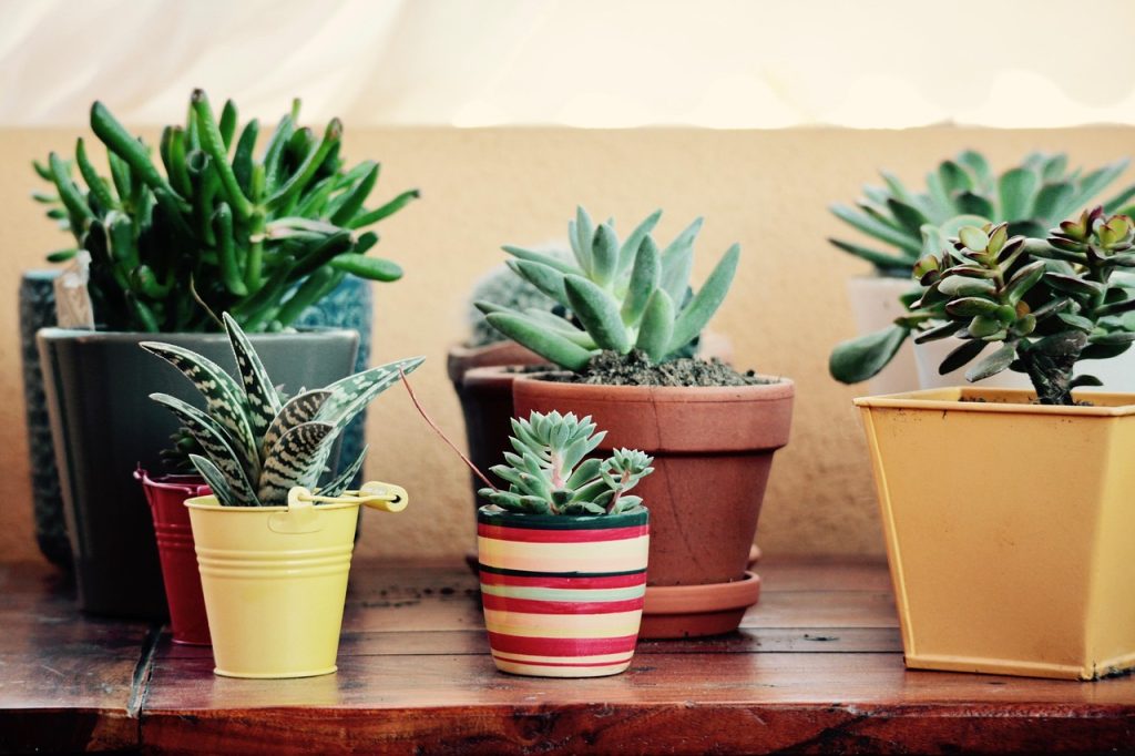 Vasos decorativos: Como escolher e combinar com o ambiente
