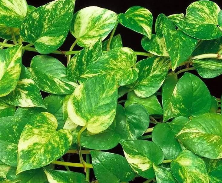 Famosas no Instagram: plantas que viraram febre nas redes sociais