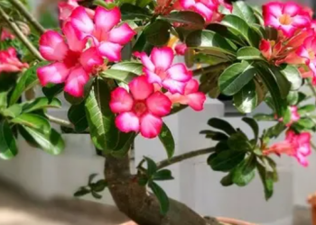 Rosa do deserto: como cultivar e fazer florescer em casa