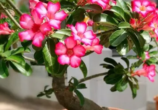 Rosa do deserto: como cultivar e fazer florescer em casa