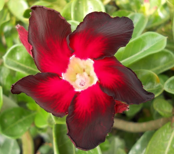Rosa do deserto: como cultivar e fazer florescer em casa