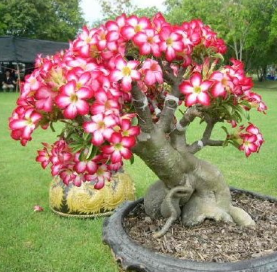 Rosa do deserto: como cultivar e fazer florescer em casa