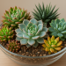Suculentas: cuidados e ideias para usar na decoração